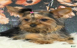 Yorkshire Terrier dogs for sale: Lola - Image 7