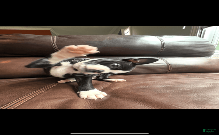 Boston Terrier dogs for sale - Ad 4