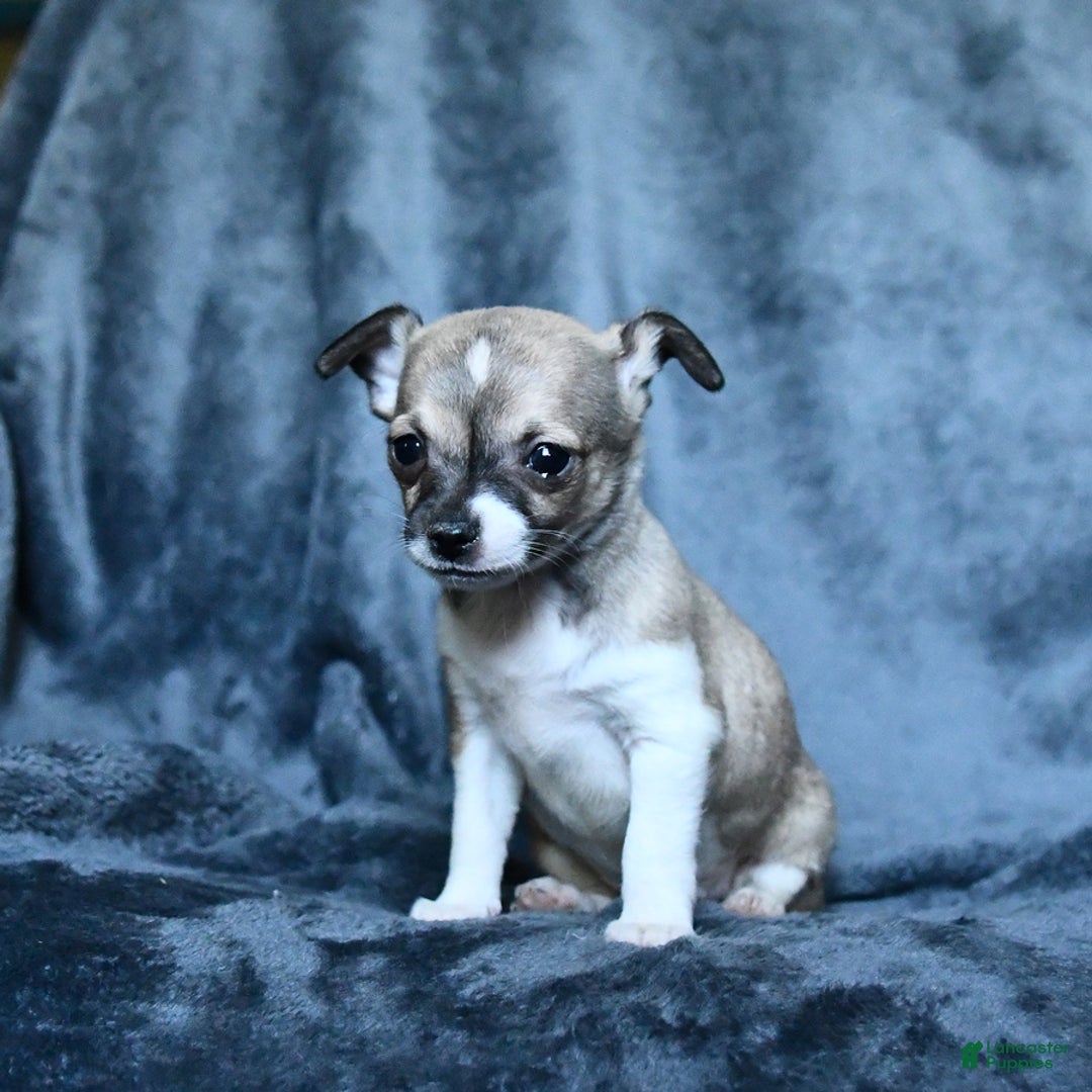 Chihuahua dogs for sale: Pete - Image 4