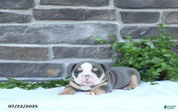 Olde English Bulldogge dogs for sale: Callie - Image 4