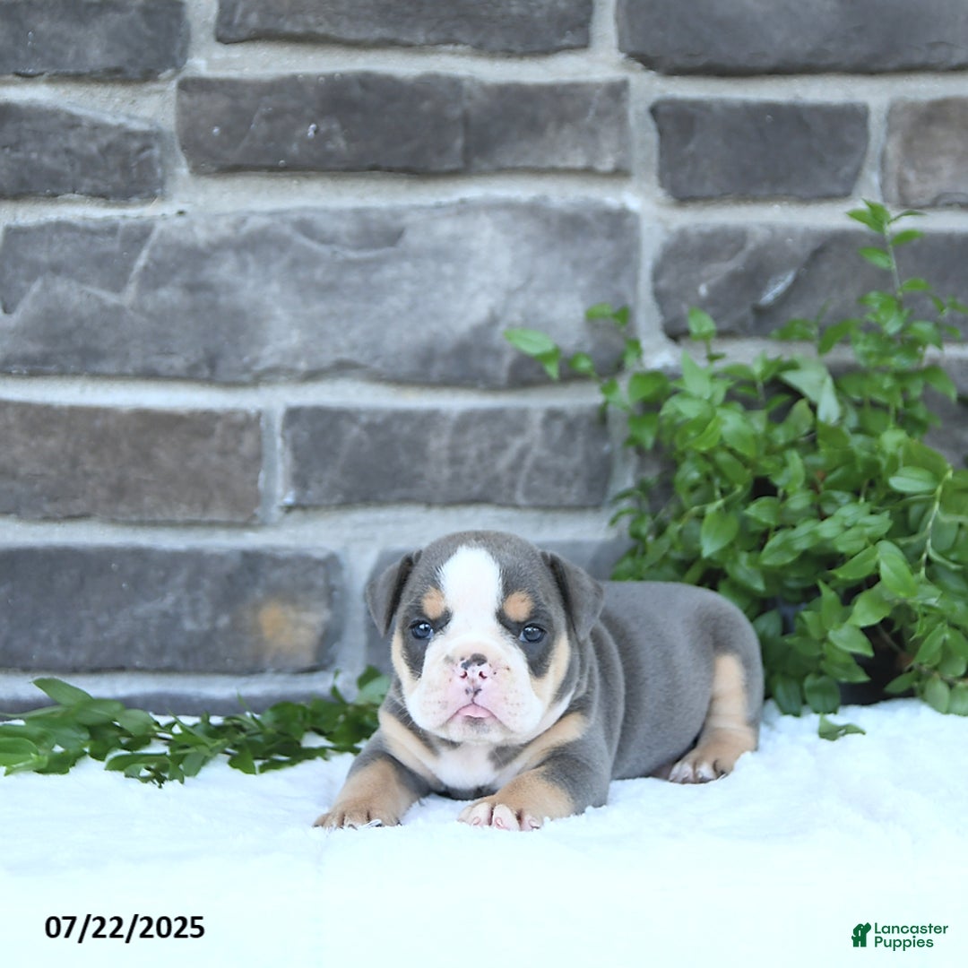 Olde English Bulldogge dogs for sale: Callie - Image 4