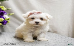 Teddy Bear dogs for sale: Truffles - Image 5