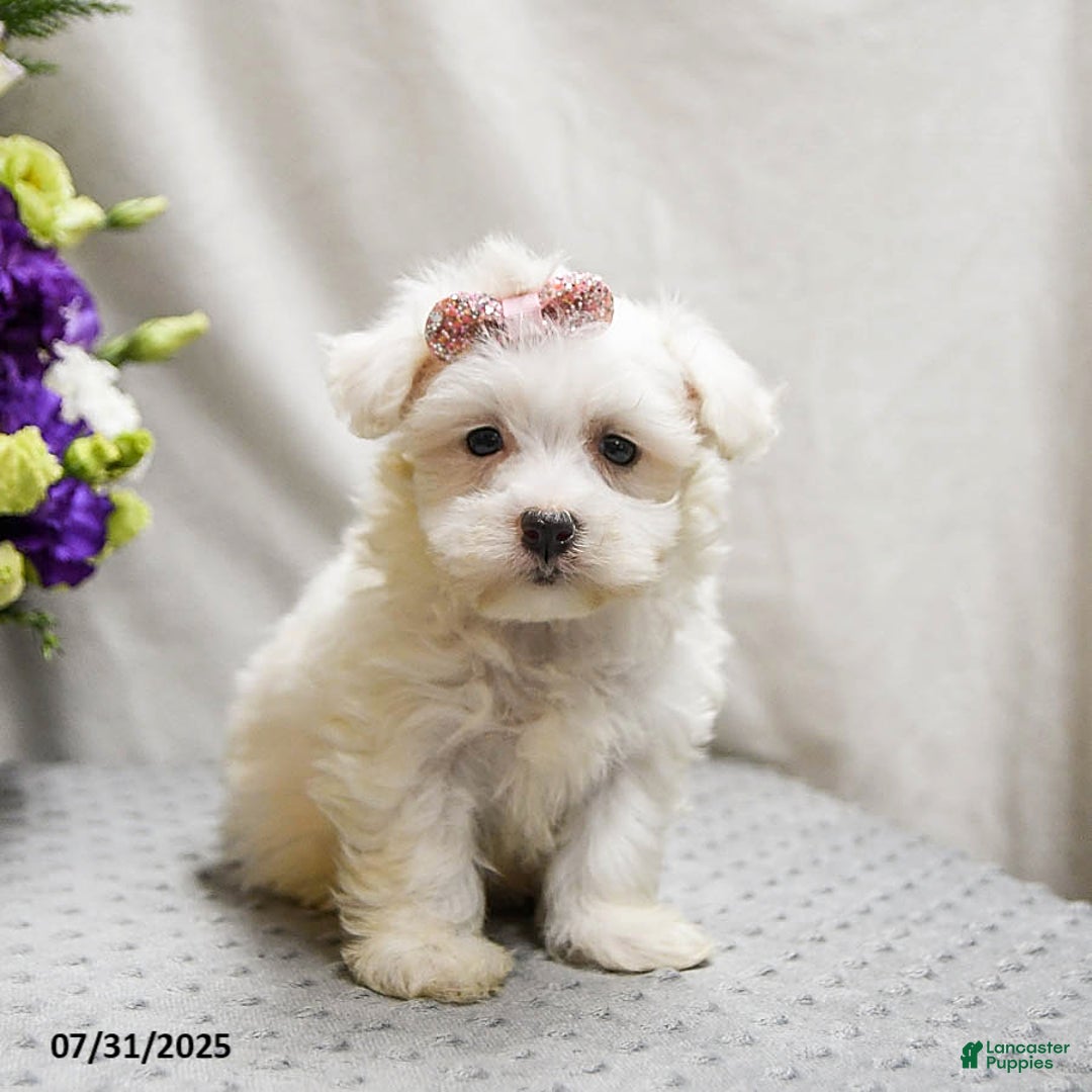 Teddy Bear dogs for sale: Truffles - Image 5