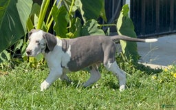 Great Dane dogs for sale: Great Dane 4 puppies - Image 8