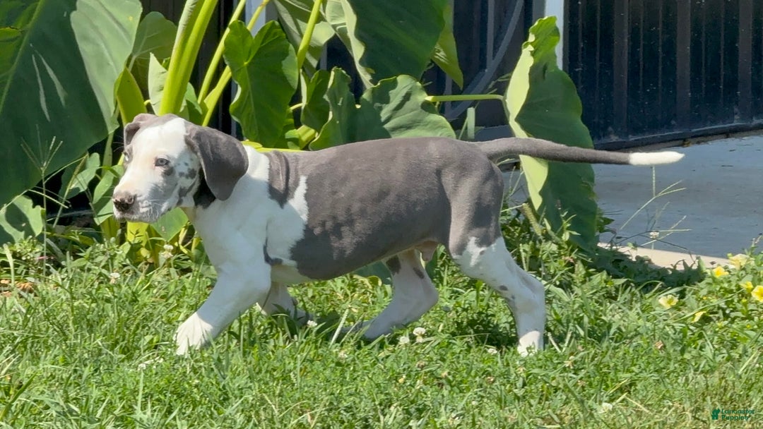 Great Dane dogs for sale: Great Dane 4 puppies - Image 8