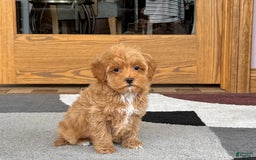 Maltipoo dogs for sale: Tanner - Image 10