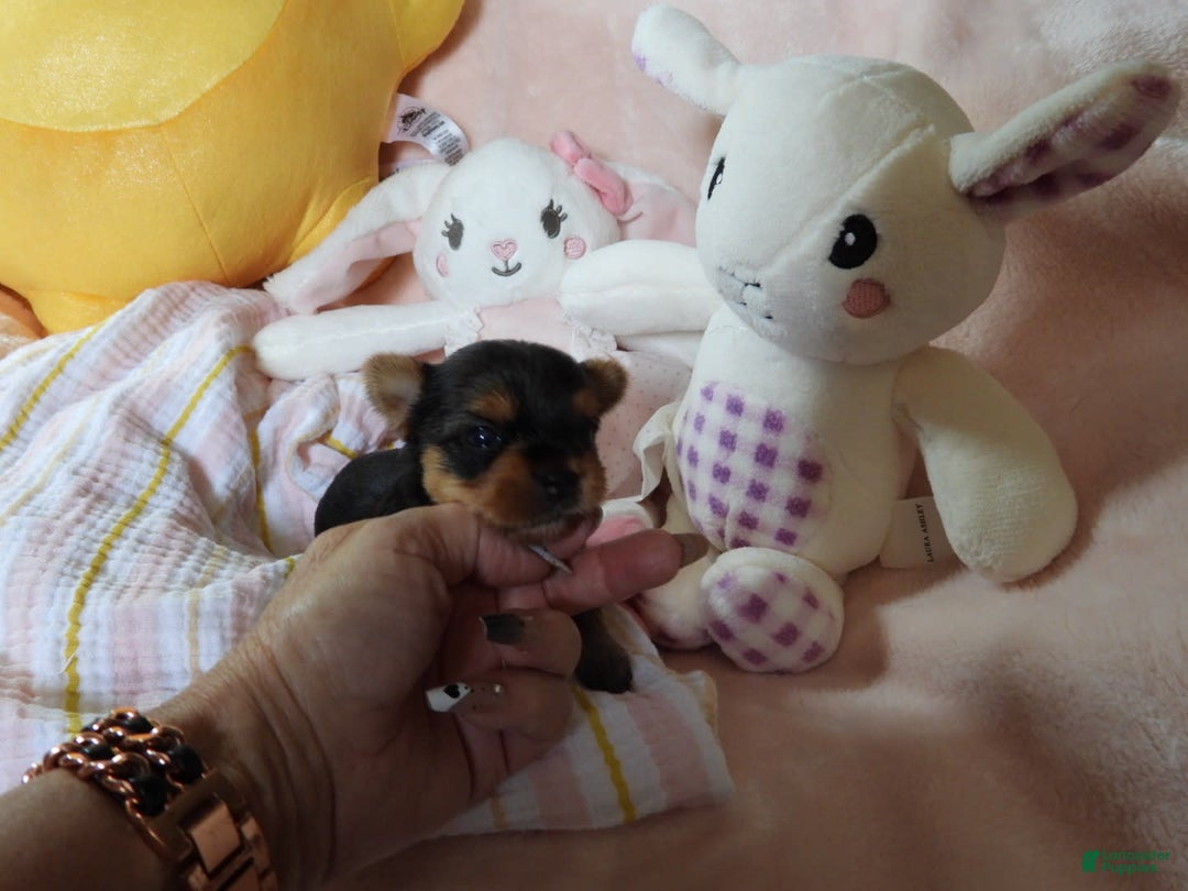 Yorkshire Terrier dogs for sale: Cc - Image 1