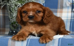 Cavalier King Charles Spaniel dogs for sale: Archer - Image 1