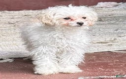 Yorkiepoo dogs for sale: Chloe - Image 2