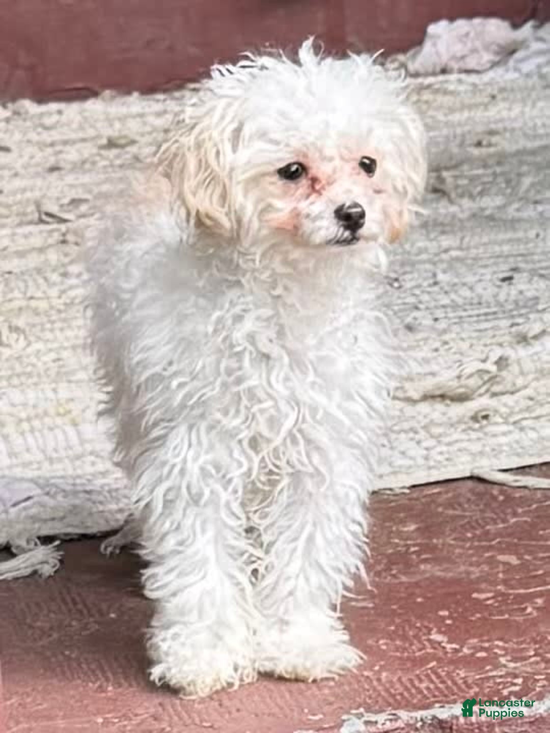Yorkiepoo dogs for sale: Chloe - Image 2