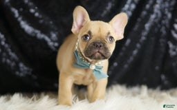 French Bulldog dogs for sale: Denali - Image 2