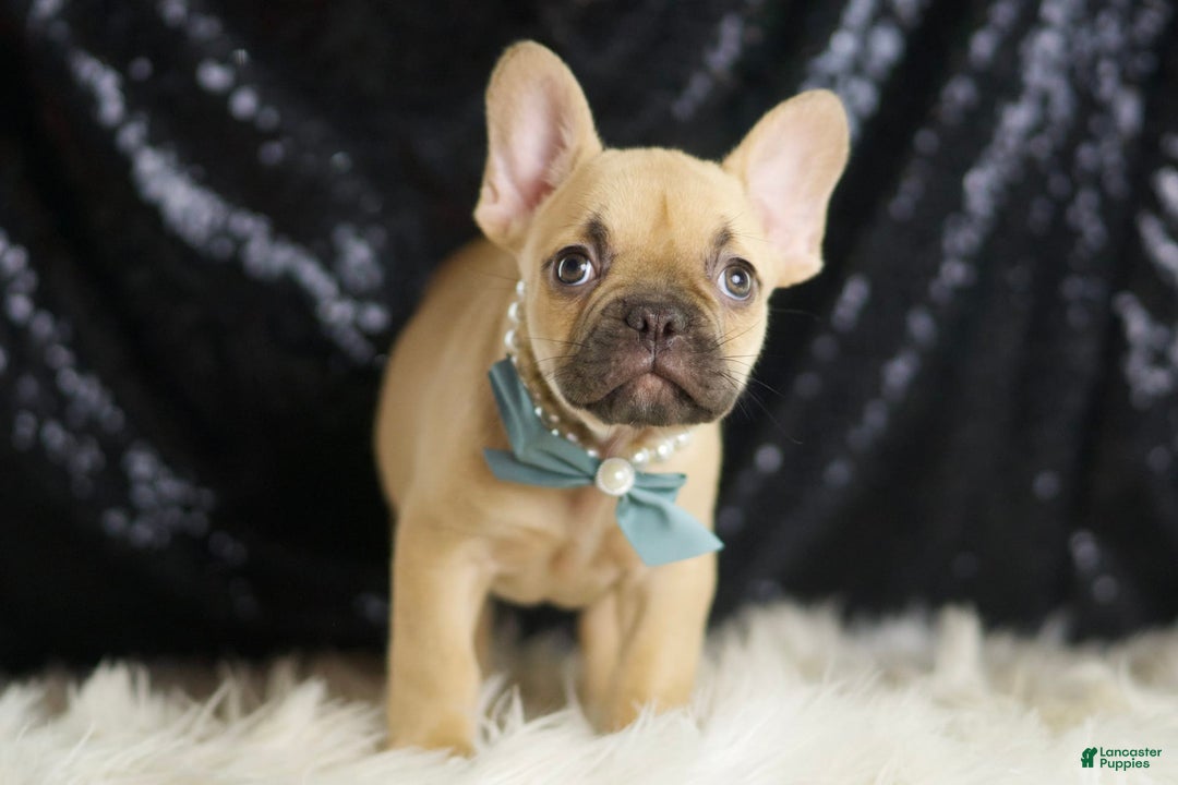French Bulldog dogs for sale: Denali - Image 2
