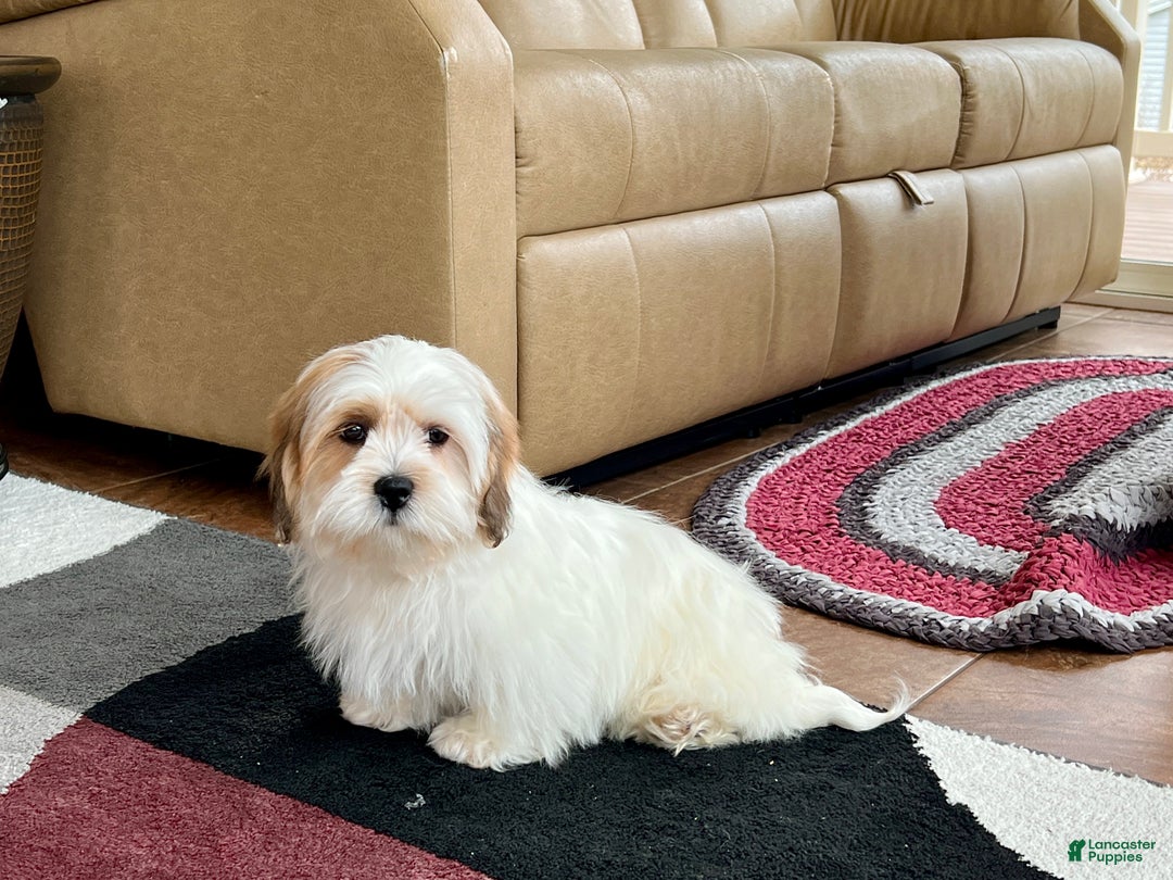 Lhasa Apso dogs for sale: Chloe - Image 2