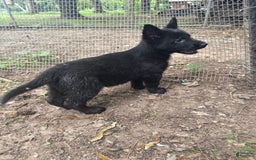 German Shepherd dogs for sale: Princess - Image 18