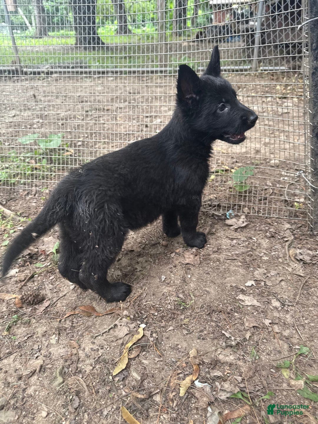 German Shepherd dogs for sale: Princess - Image 18