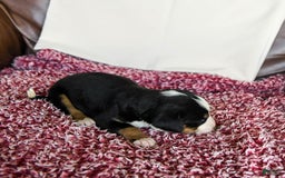 Greater Swiss Mountain Dog dogs for sale: Goldie - Image 9