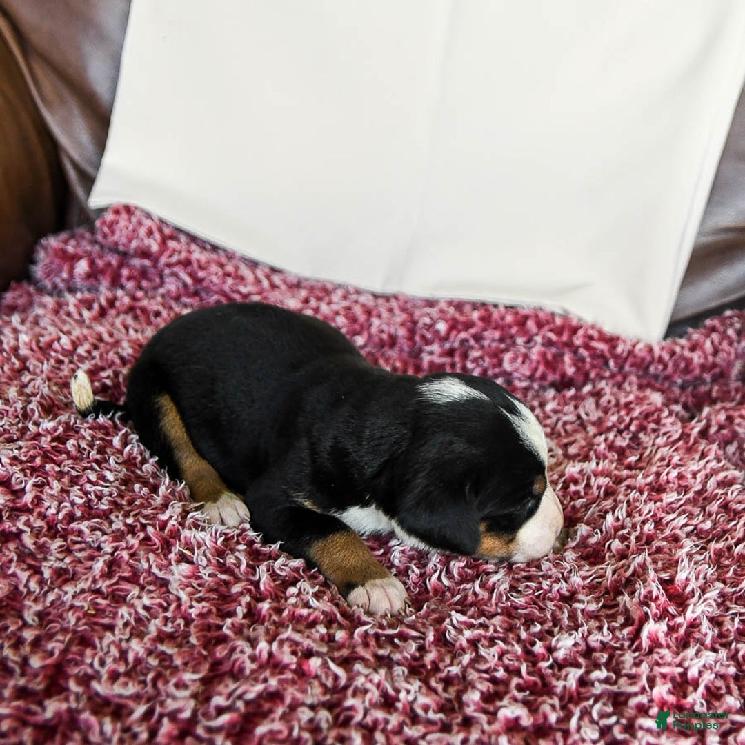 Greater Swiss Mountain Dog dogs for sale: Goldie - Image 9