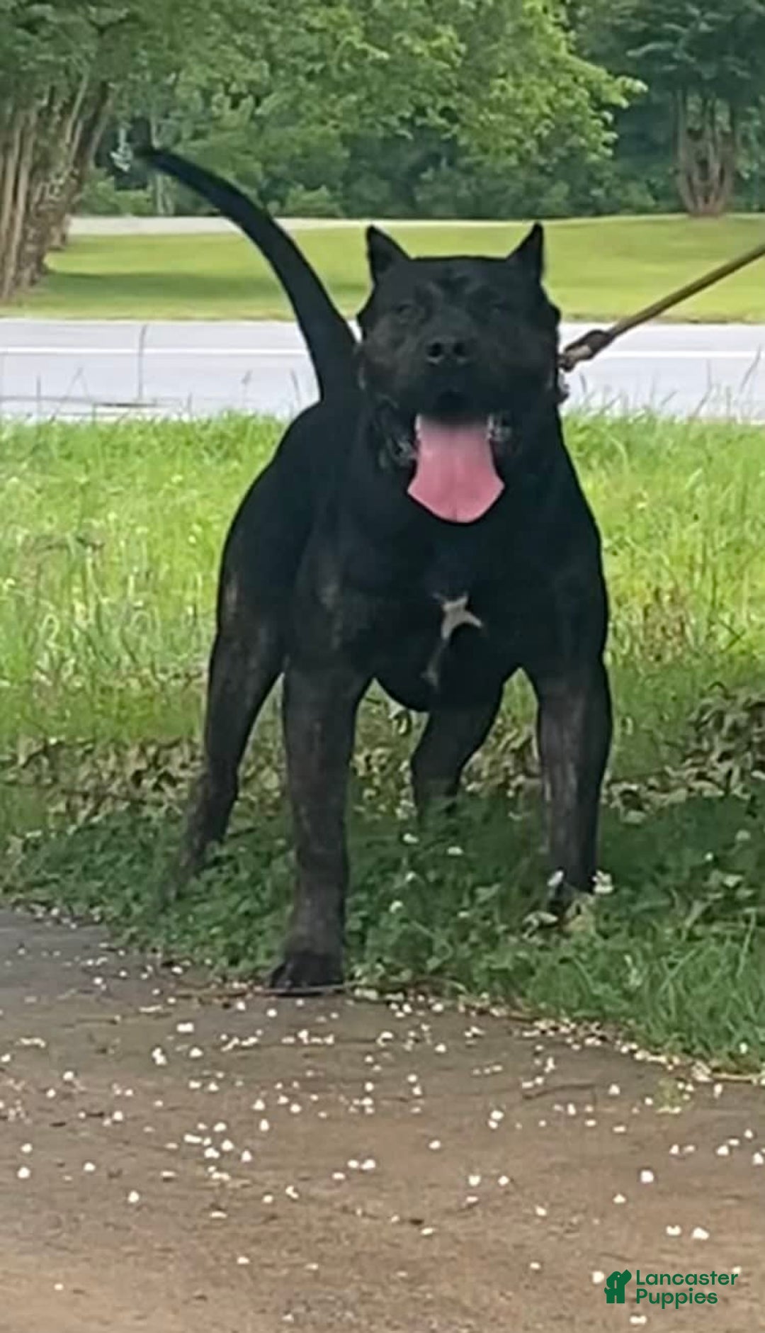 Presa Canario dogs for sale: Scarface - Image 6