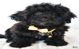 Shihpoo dogs for sale: Theo - Image 1