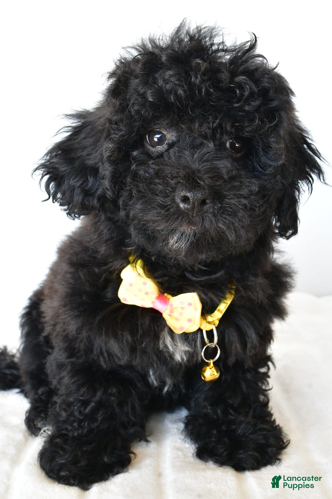 Shihpoo dogs for sale: Theo - Image 1