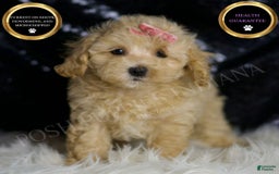 Maltipoo dogs for sale: Sugar Plum - Image 1