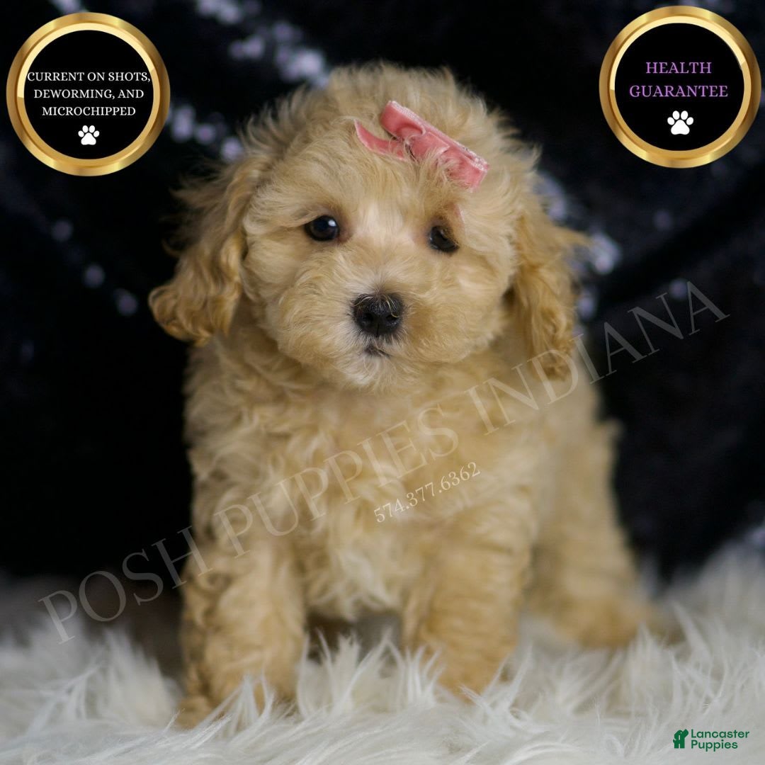 Maltipoo dogs for sale: Sugar Plum - Image 1