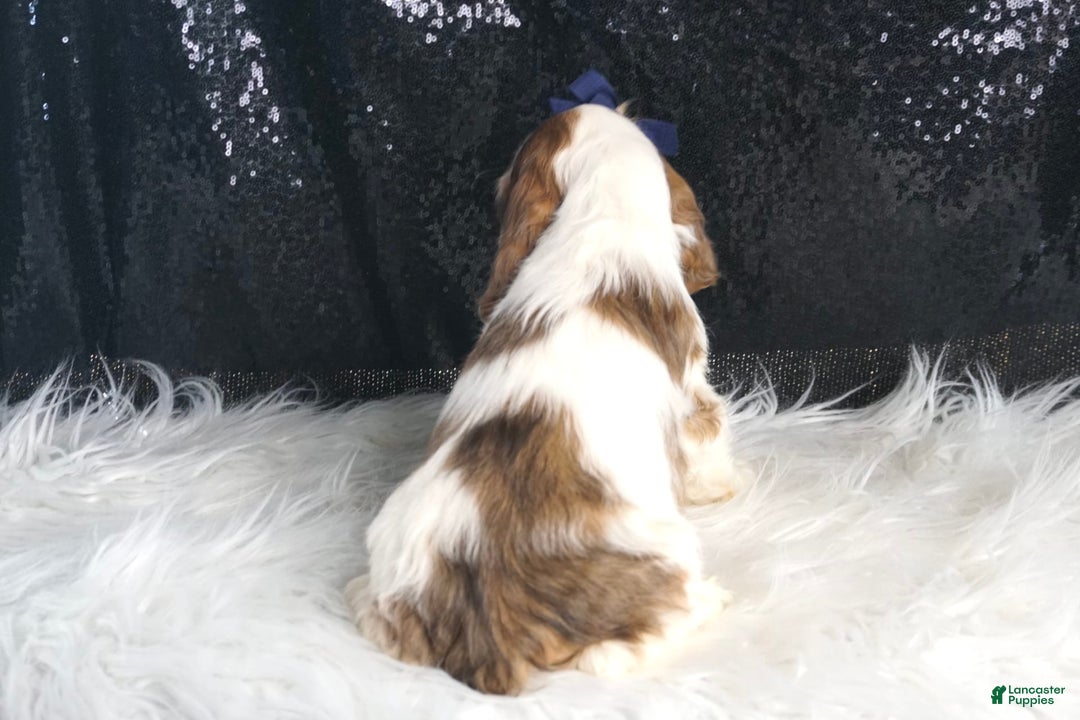 Cocker Spaniel dogs for sale: Lucky - Image 1