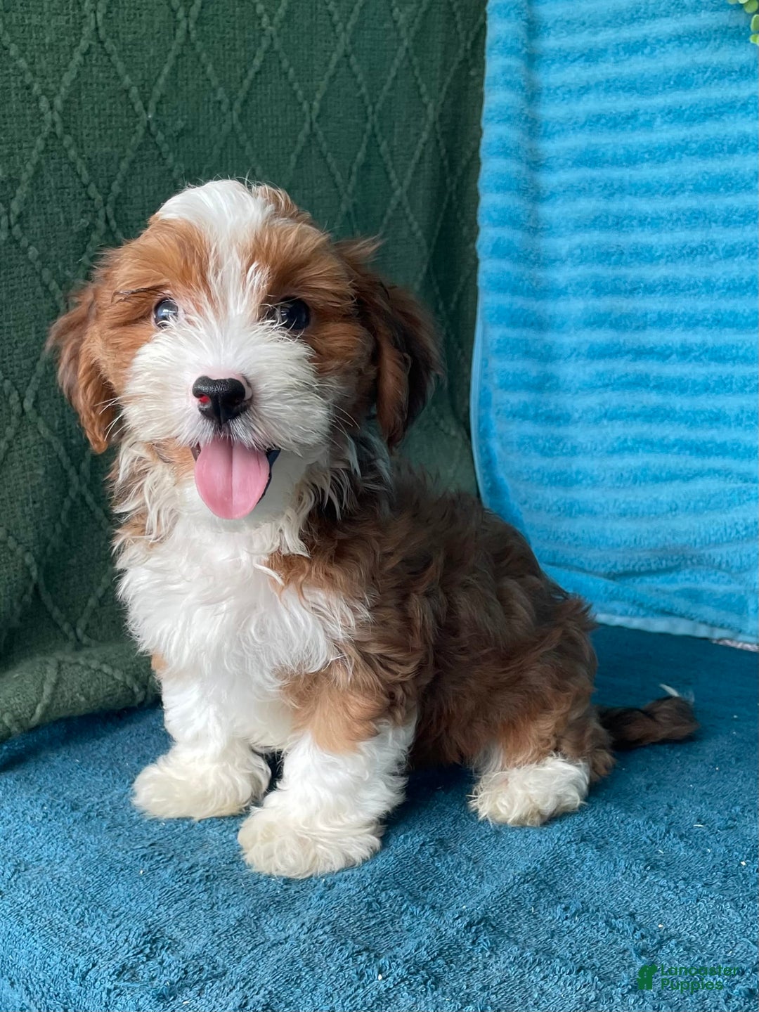 Havanese dogs for sale: Buster - Image 3