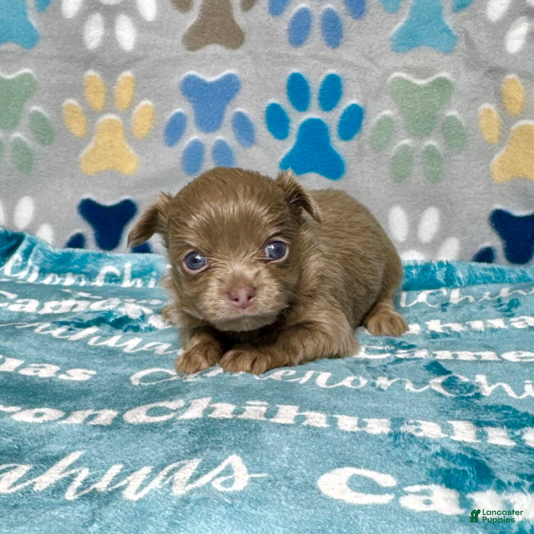 Chihuahua dogs for sale: Tobias Lavender Long Coat - Image 19