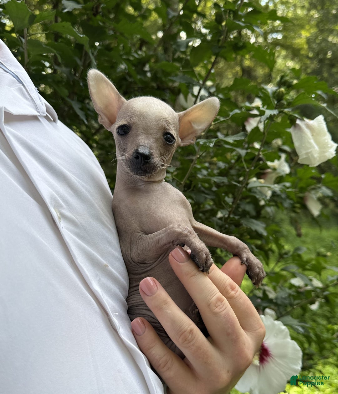 Chihuahua dogs for sale: Splinter - Image 8