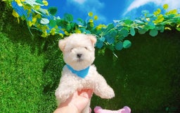 Maltipoo dogs for sale: Tiger - Image 4