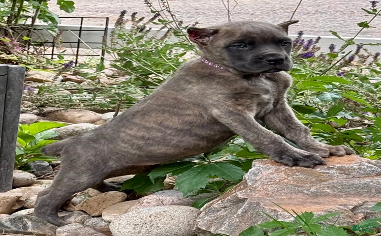 Cane Corso dogs for sale - Ad 5