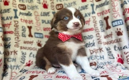 Miniature Australian Shepherd dogs for sale: Nugget - Image 8