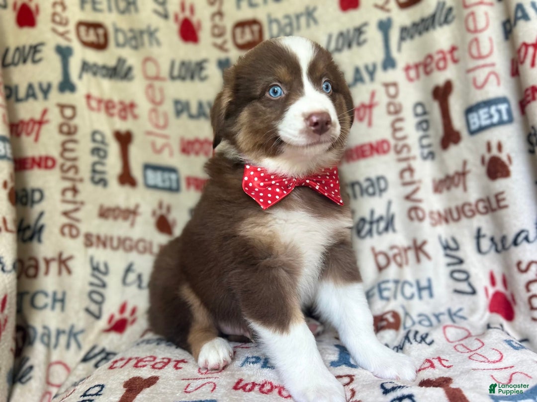Miniature Australian Shepherd dogs for sale: Nugget - Image 8