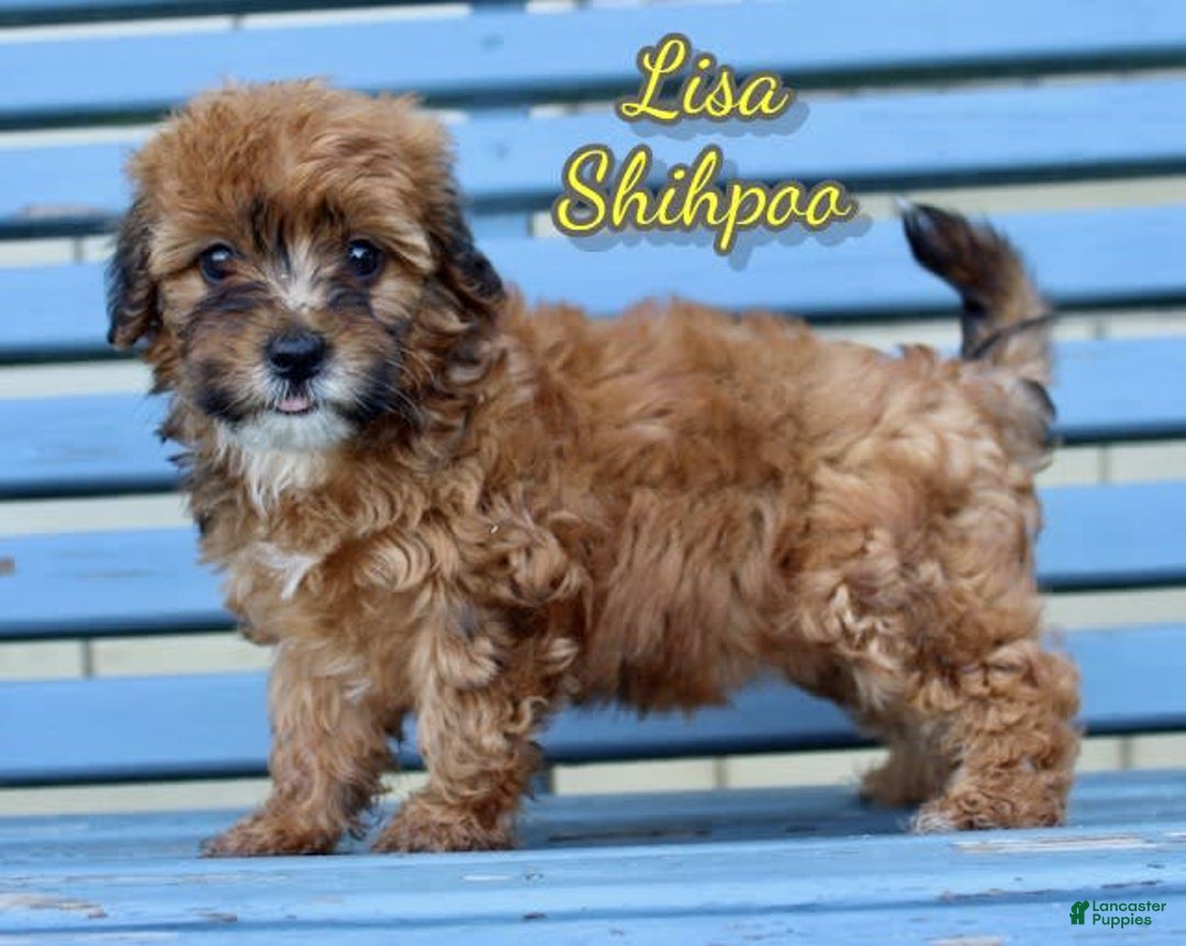 Shihpoo dogs for sale: Lisa - Image 4