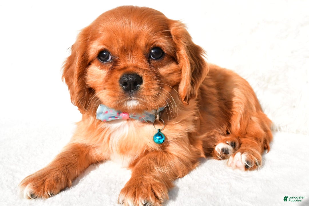 Cavalier King Charles Spaniel dogs for sale: Harrison - Image 1