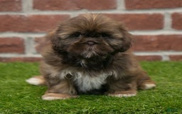 Shih Tzu dogs for sale: Scarlett - Image 3