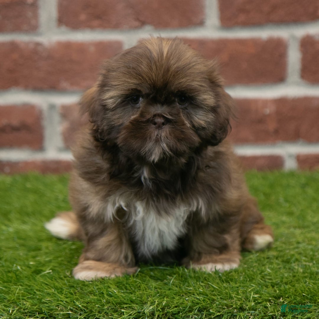Shih Tzu dogs for sale: Scarlett - Image 3