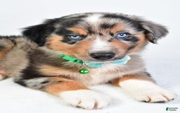 Miniature Australian Shepherd dogs for sale: Skylar - Image 3