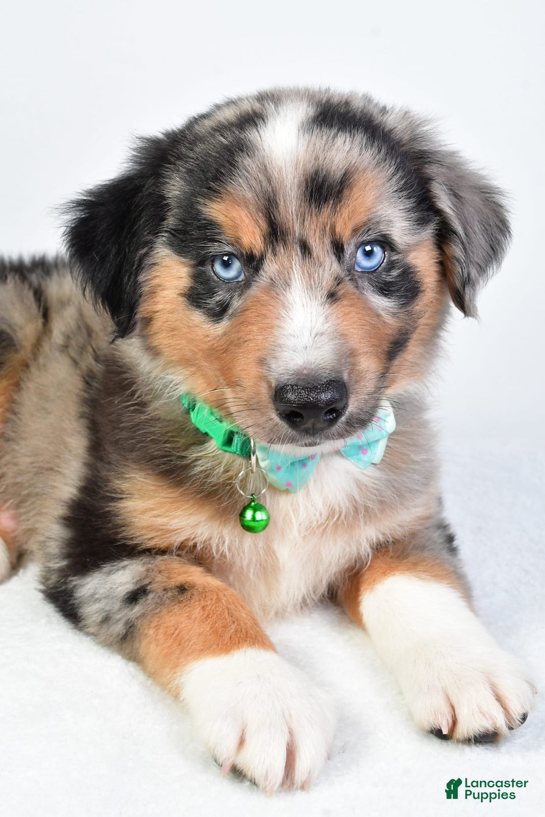 Miniature Australian Shepherd dogs for sale: Skylar - Image 3