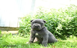 Cane Corso dogs for sale: Cane Corso 8 puppies - Image 7