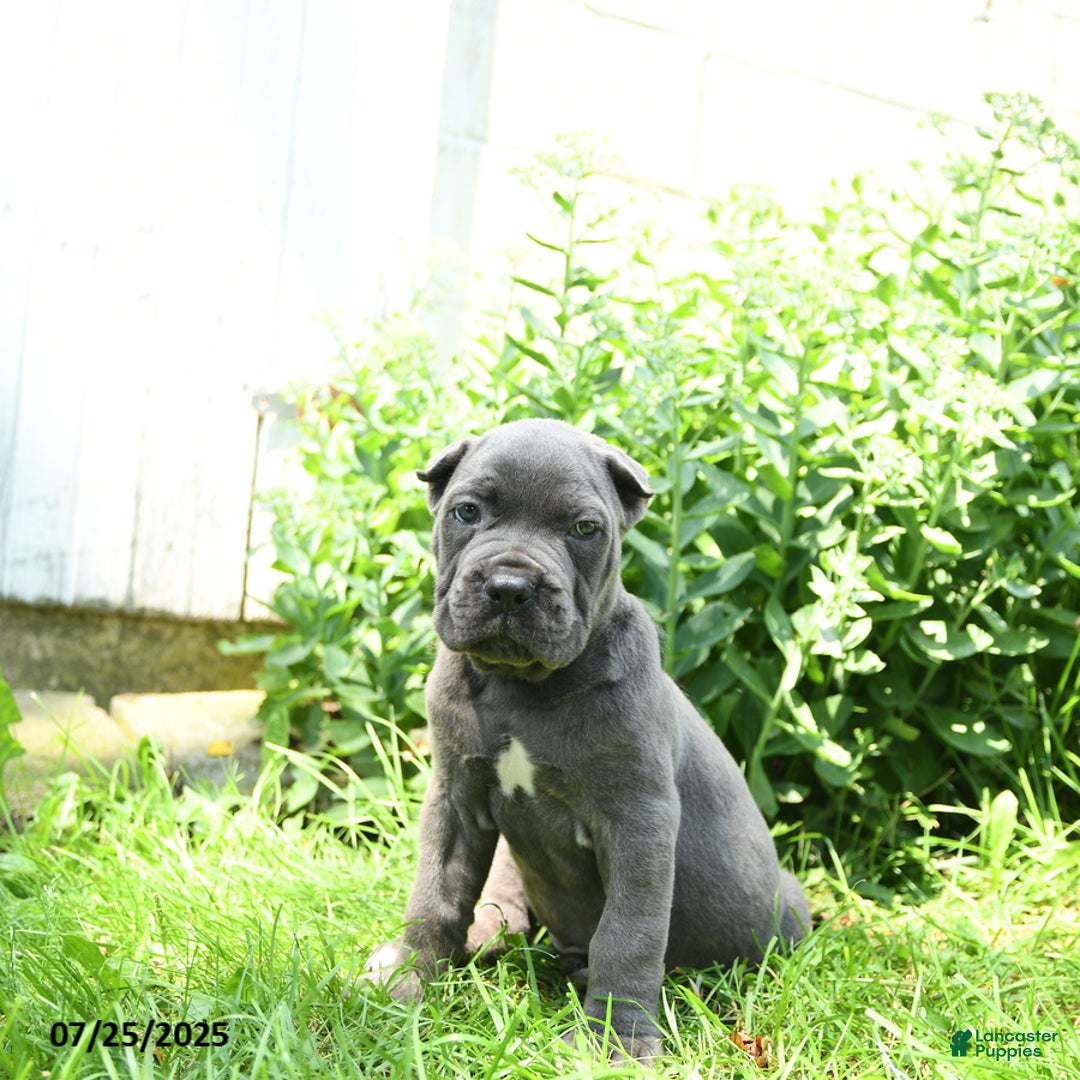 Cane Corso dogs for sale: Cane Corso 8 puppies - Image 7