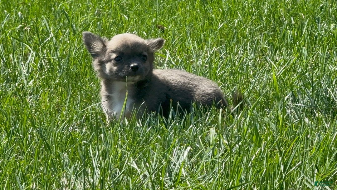 Chihuahua dogs for sale: Dash - Image 5