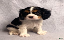 Cavalier King Charles Spaniel dogs for sale: Bear - Image 1