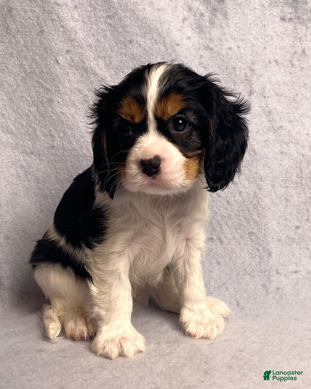 Cavalier King Charles Spaniel dogs for sale: Bear - Image 1