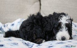 Mini Bernedoodle dogs for sale: Leo - Image 12