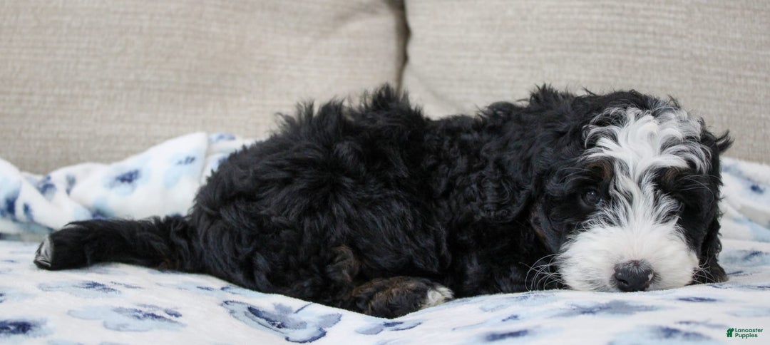 Mini Bernedoodle dogs for sale: Leo - Image 12
