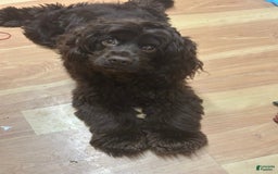 Cocker Spaniel dogs for sale: Juno - Image 2