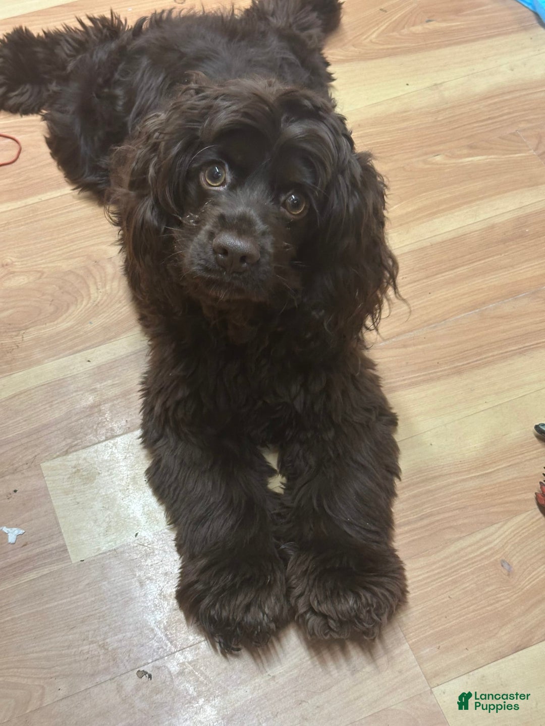 Cocker Spaniel dogs for sale: Juno - Image 2