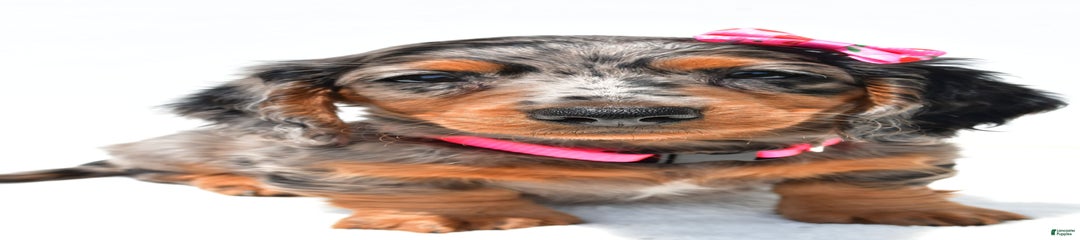 Lola